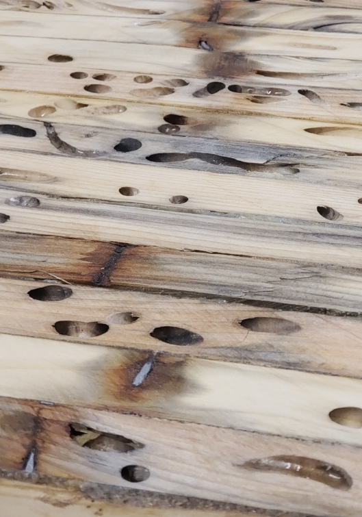 Driftwood Table 10